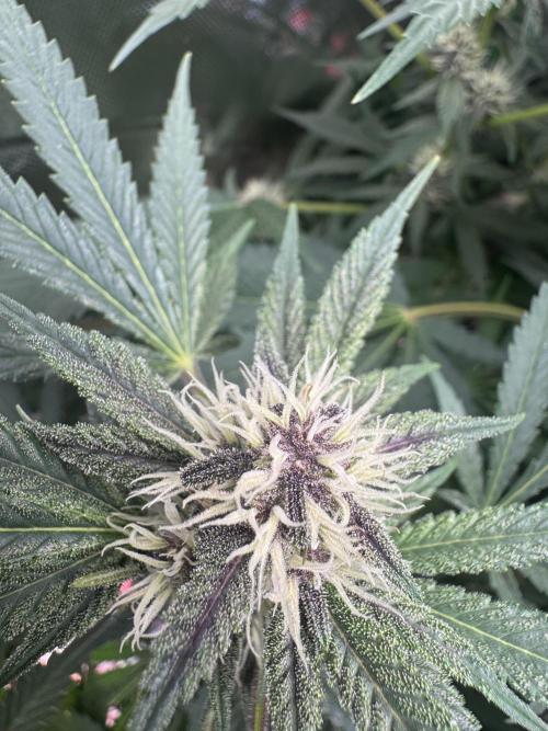 Tropicana Cookies. Week 8
