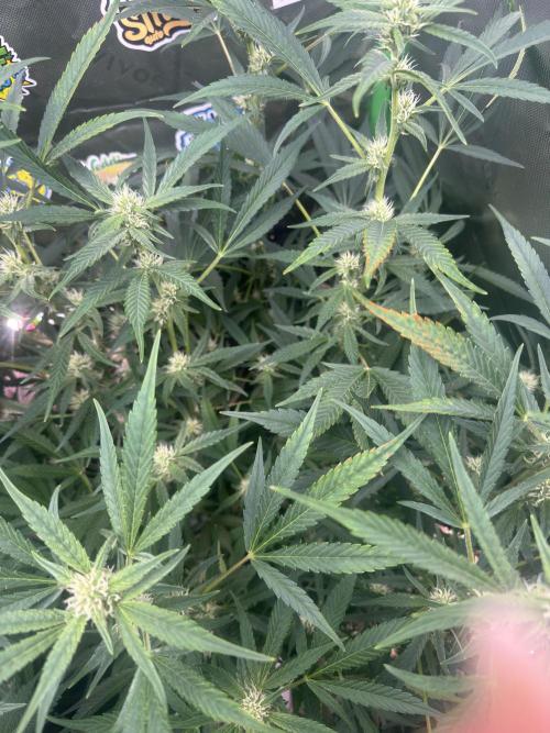Lemon Cherry Cookies. Week 8