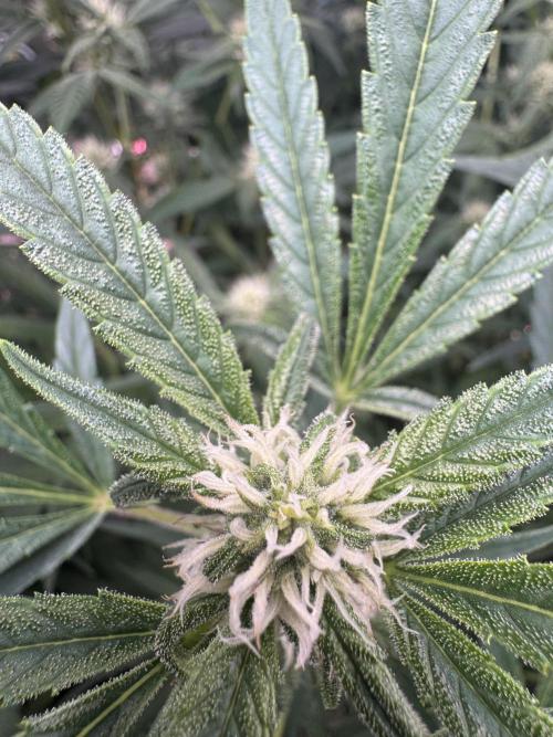 Lemon Cherry Cookies. Week 8