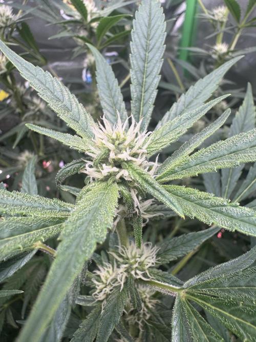 Lemon Cherry Cookies. Week 8