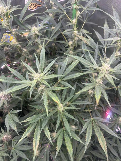 Lemon Cherry Cookies. Week 8