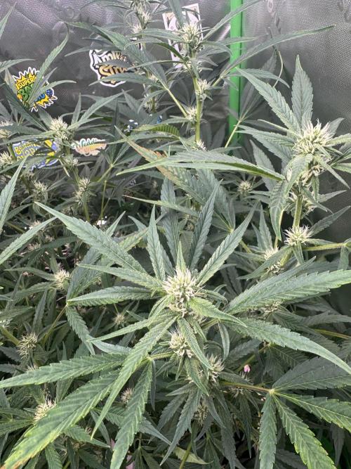 Lemon Cherry Cookies. Week 8