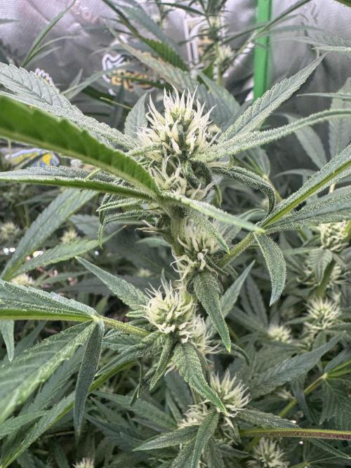 Lemon Cherry Cookies. Week 8