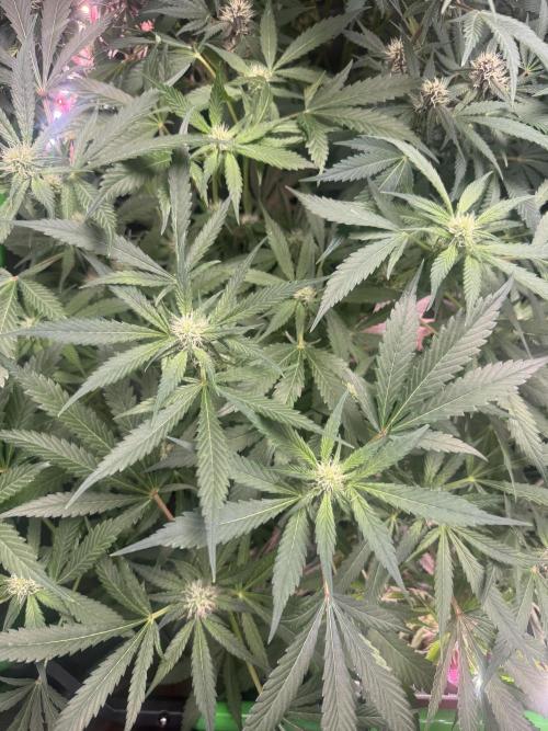 StrawberryGorilla. Week 8