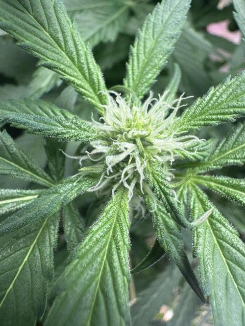 StrawberryGorilla. Week 8