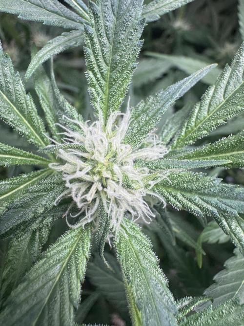 StrawberryGorilla. Week 8