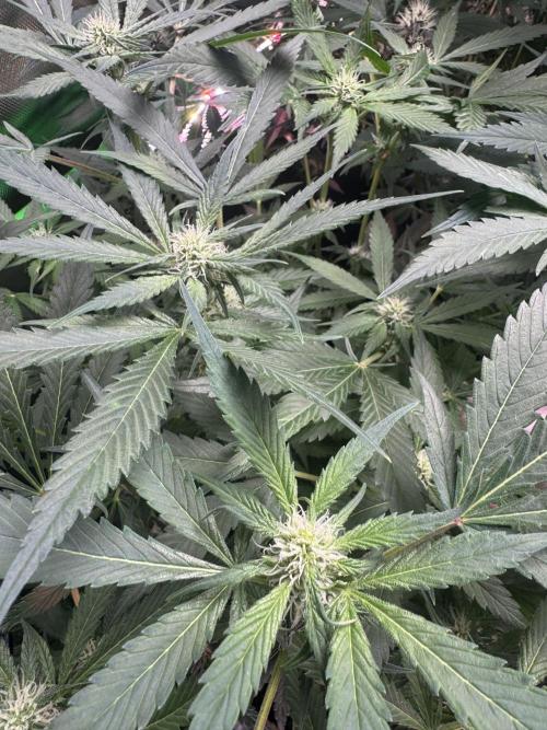 StrawberryGorilla. Week 8