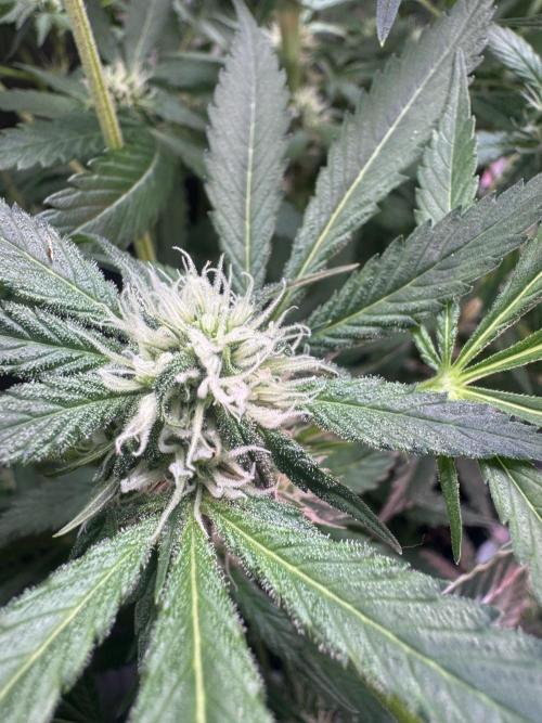 StrawberryGorilla. Week 8