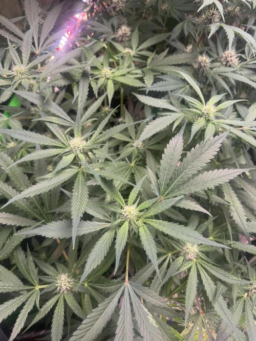 StrawberryGorilla. Week 8