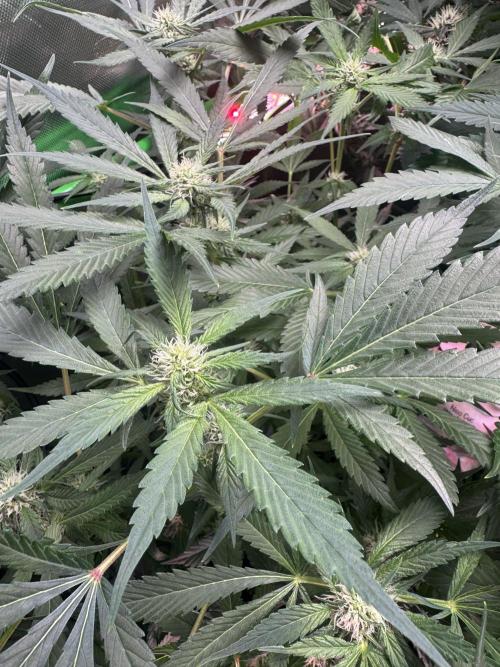 StrawberryGorilla. Week 8