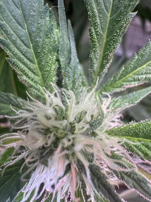 StrawberryGorilla. Week 8