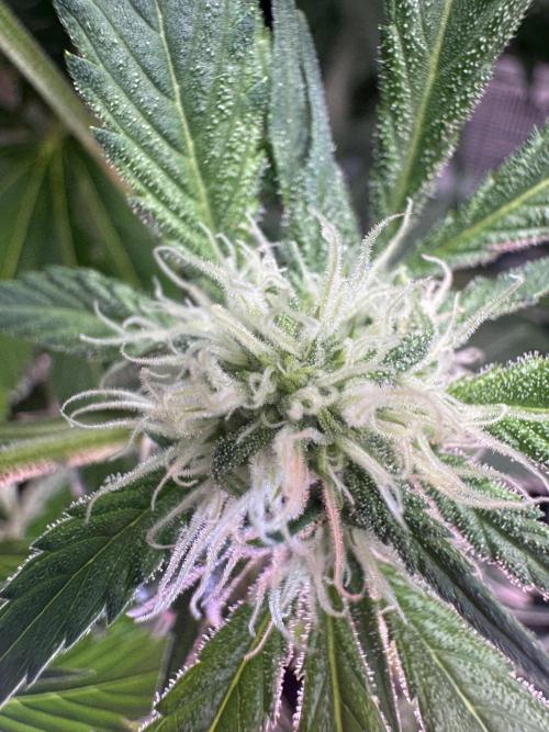 StrawberryGorilla. Week 8