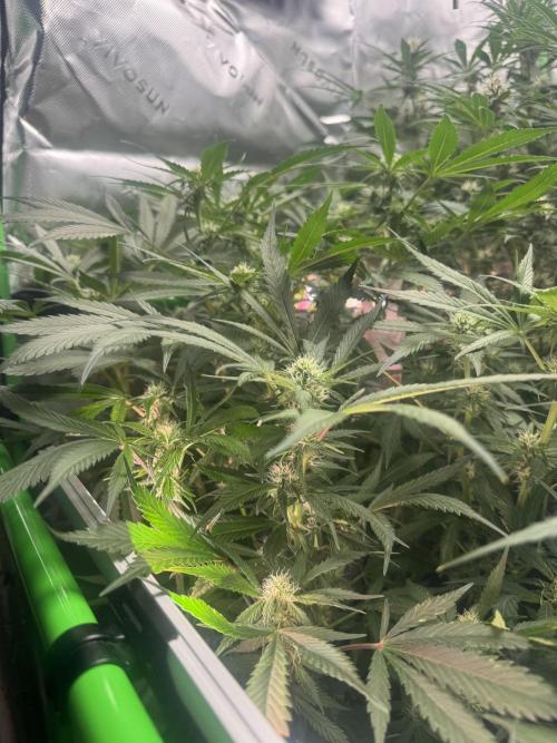 StrawberryGorilla. Week 8