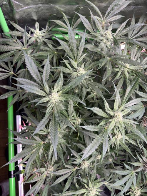 StrawberryGorilla. Week 9