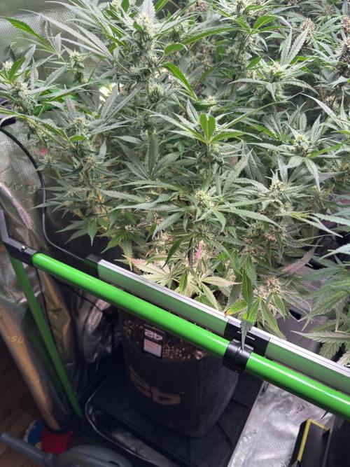 StrawberryGorilla. Week 9