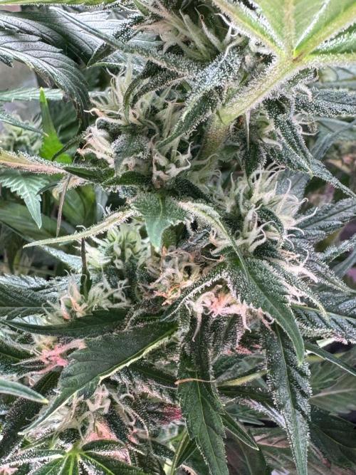 StrawberryGorilla. Week 9