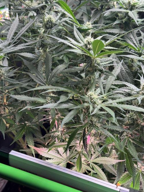 StrawberryGorilla. Week 9