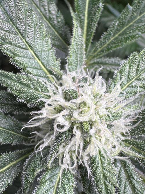 StrawberryGorilla. Week 9