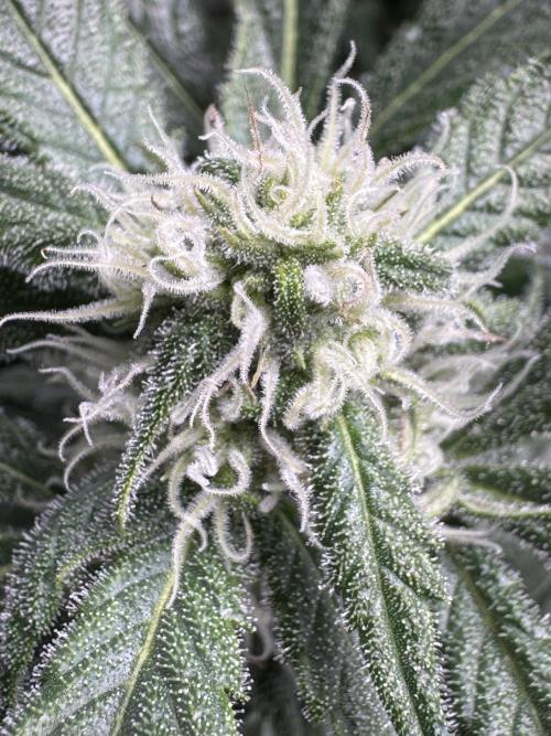 StrawberryGorilla. Week 9