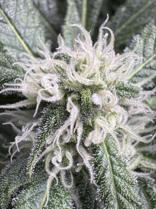 StrawberryGorilla. Week 9