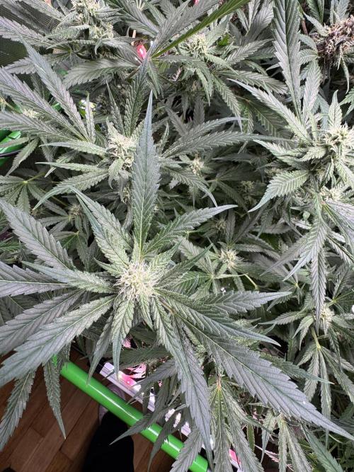 StrawberryGorilla. Week 9