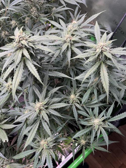 Cinderella „DisneyGrow“. Week 9