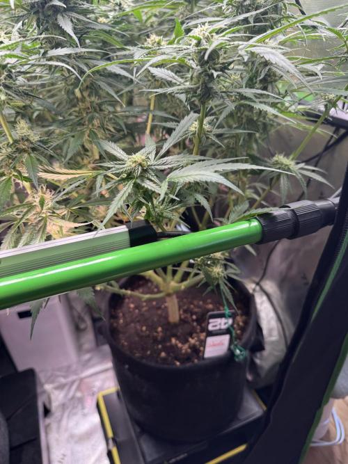 Cinderella „DisneyGrow“. Week 9