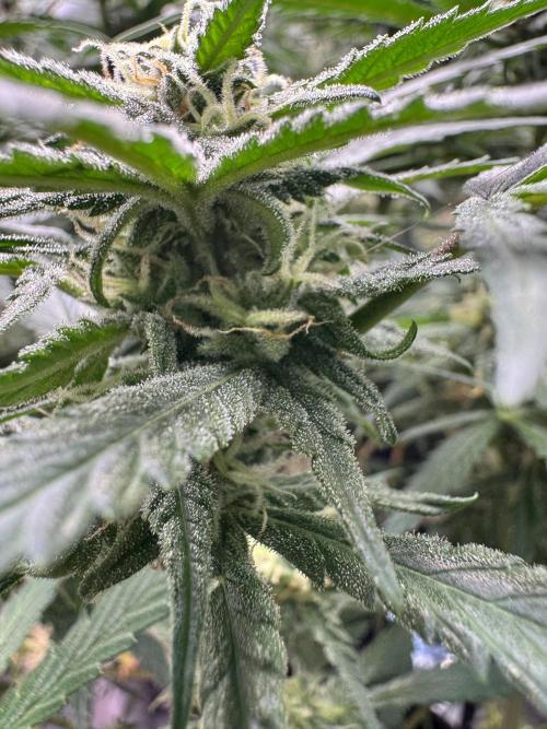 Cinderella „DisneyGrow“. Week 9