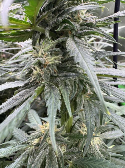 Cinderella „DisneyGrow“. Week 9