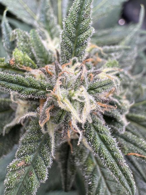 Cinderella „DisneyGrow“. Week 9