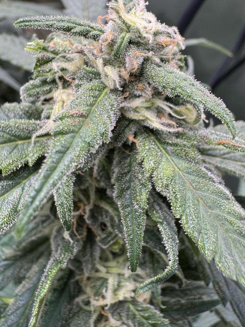 Cinderella „DisneyGrow“. Week 9