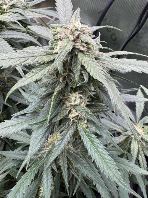 Cinderella „DisneyGrow“. Week 9