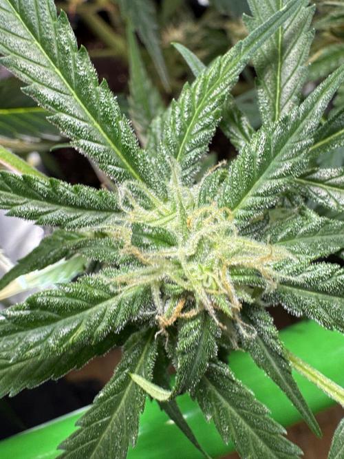 Cinderella „DisneyGrow“. Week 9
