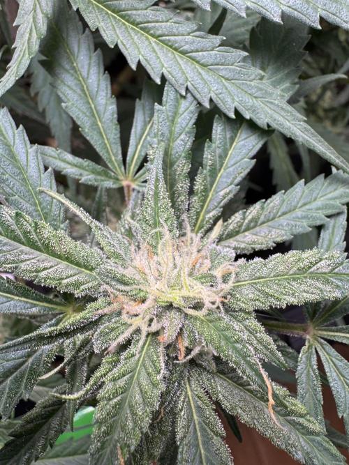 Grow Tent S336 36"x36"x72". Week 9