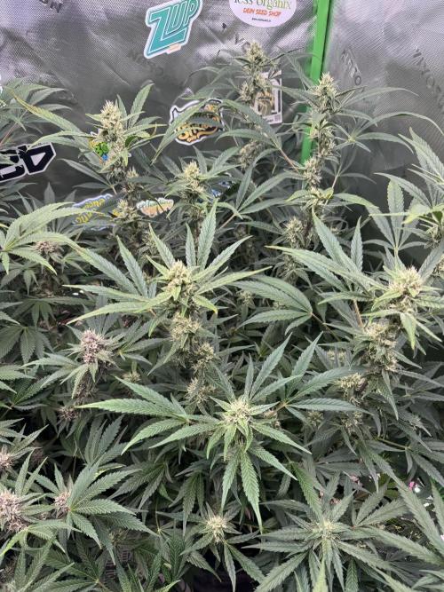 Lemon Cherry Cookies. Week 9