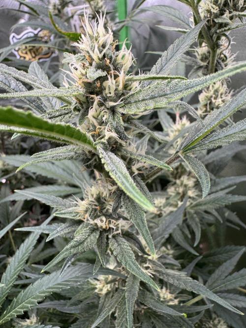 Lemon Cherry Cookies. Week 9