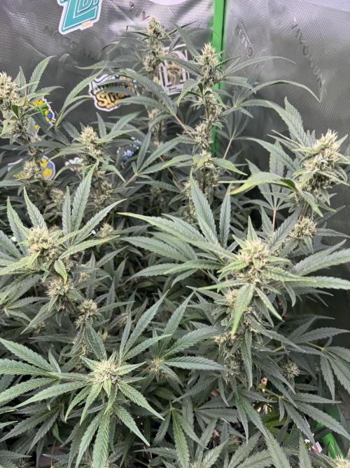Lemon Cherry Cookies. Week 9