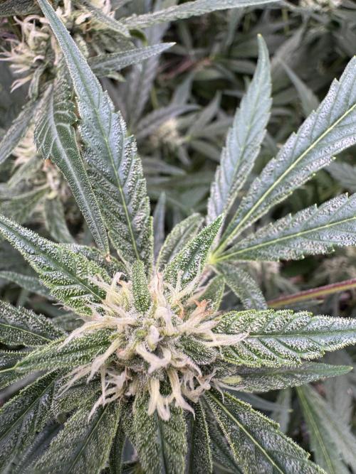 Lemon Cherry Cookies. Week 9