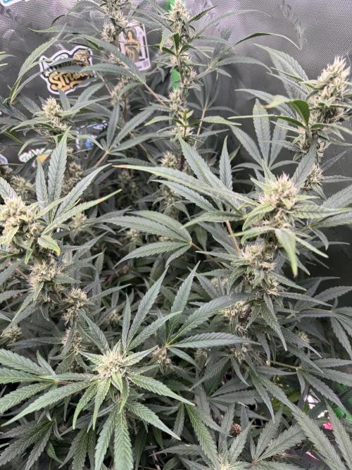 Lemon Cherry Cookies. Week 9