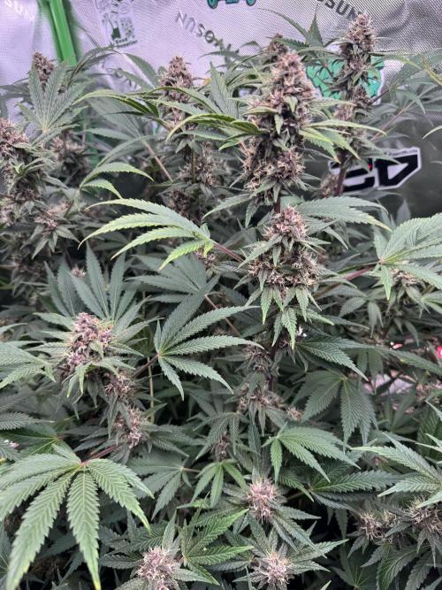 Tropicana Cookies. Week 9