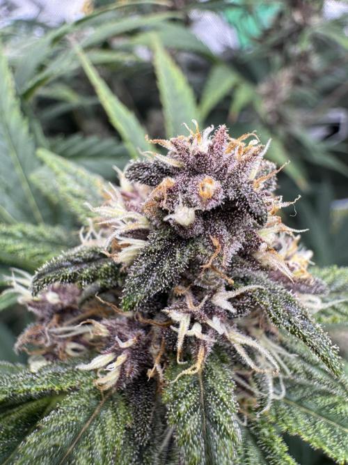 Tropicana Cookies. Week 9