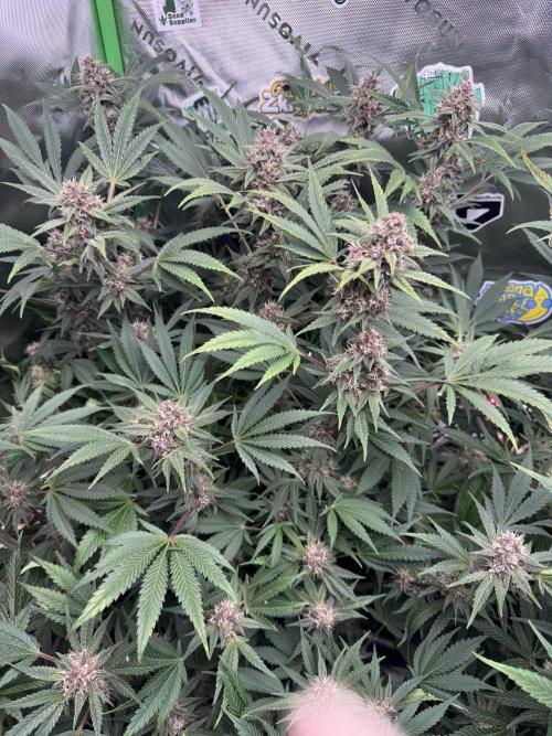Tropicana Cookies. Week 9