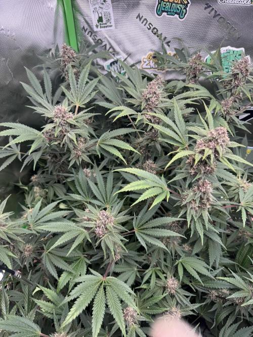 Tropicana Cookies. Week 9