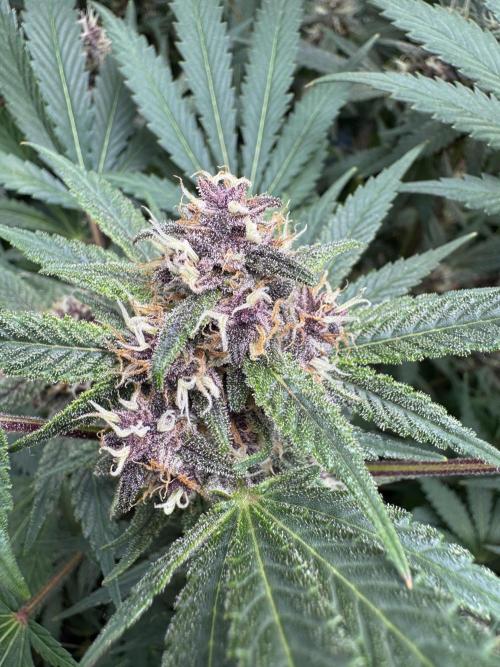 Tropicana Cookies. Week 9