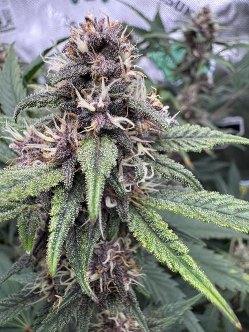 Tropicana Cookies. Week 9
