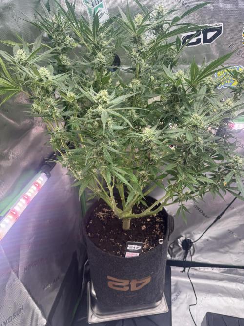 StrawberryGorilla. Week 9