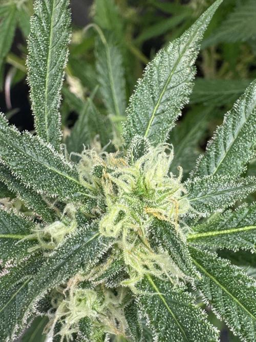 StrawberryGorilla. Week 9