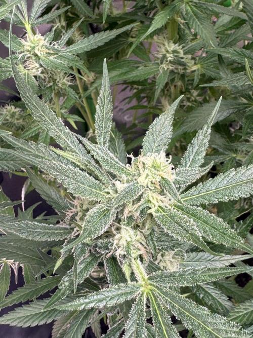 StrawberryGorilla. Week 9