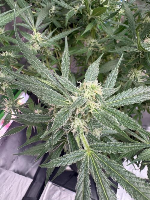 StrawberryGorilla. Week 9