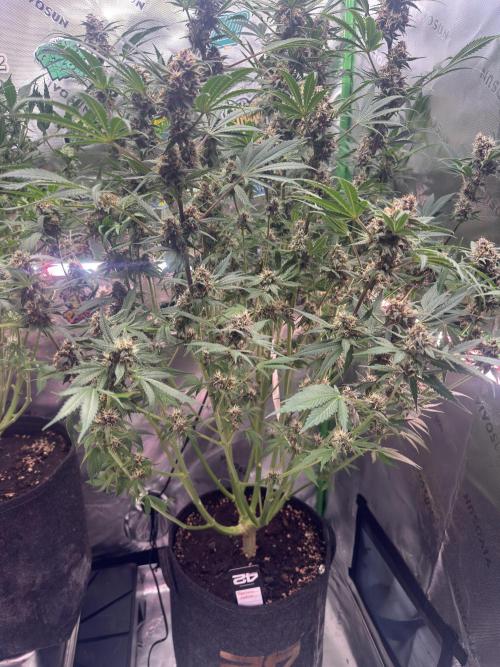 Tropicana Cookies. Week 9
